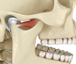 Illustration des menschlichen Kiefergelenks (Articulatio temporomandibularis) mit Gelenkscheibe, Gelenkkopf und umliegenden Strukturen. Darstellung der anatomischen Komponenten.